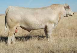 This great donor was for years one of the best of the M6 Ranch producers.