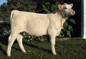 WHITEHOT 105A PC MISS BUD PK615 An exciting young percentage heifer from one of our up and coming Junior AIJCA members and the 2013 Jordan Mack Memorial Herdsman of the Year!