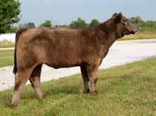 She is a maternal sister to the 2013 AIJCA Junior National Reserve Grand Bull and also the 2013 Illinois State Fair Grand Champion Bull.