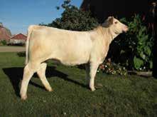 She should be reviewed by all breeders that are looking for that clubby look for next years composite Charolais shows.