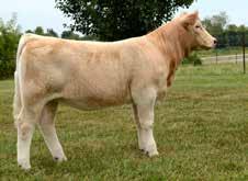 Her sire Sanchez is the sire of these Canadian sires that have impacted the breed with sons Diablo, Razr and Reserve National Champion Encore.