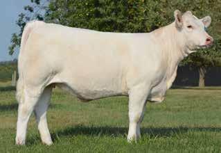 We are excited to offer the best of the heifers from our 2013 calf crop and look forward to watching her success in the show ring, as well as the pasture.