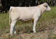 Many breeders couldn t quite believe how dang good this female was until she was unloaded off the trailer from the Sonderup Charolais Ranch first female sale and then the