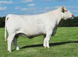 Presented by Wright Charolais, Derry Wright, Richmond, MO; Ridder Farms, Derek Ridder, Bay, MO and Wild Indian Acres, Mike Kisner, House Springs, MO Lot 23 Lot 24 TR PZC Rapid