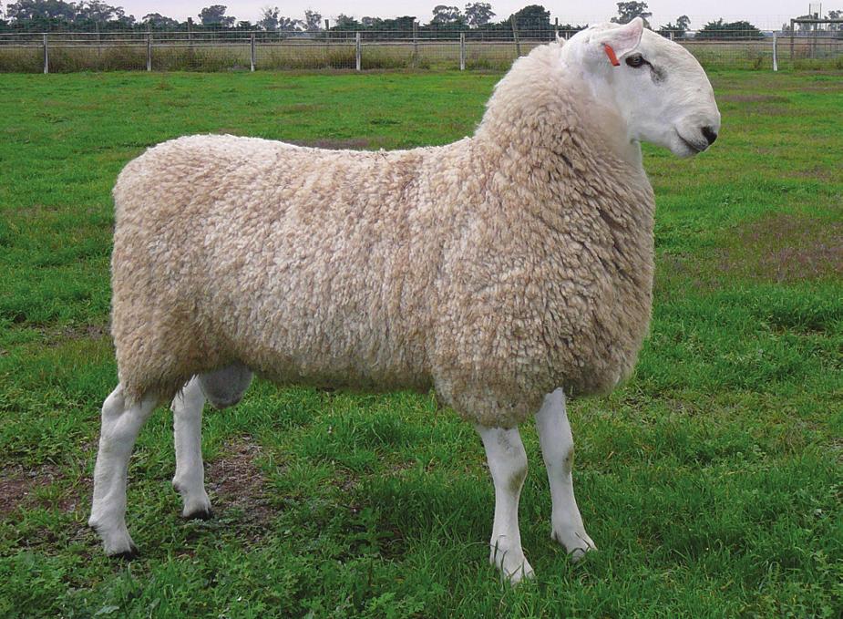 Kelso Centenary 1914-2014 COMPLETE OFFERING OF 2013 DROP EWES WEDNESDAY 8TH OCTOBER 2014 AT 12 NOON STAGE 2-132 EWES, 30 SELECTED RAMS WILL DALEY 0488 929 026 will.