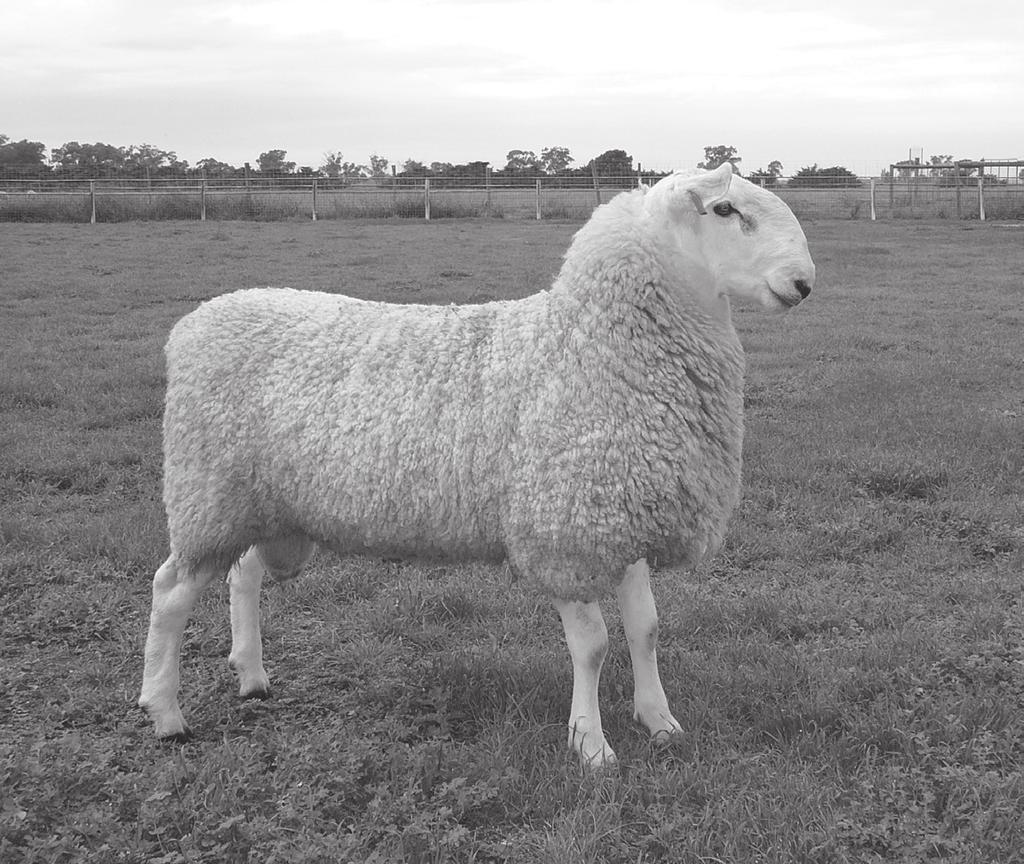 Sire Kelso 10M186 of 2010 Sire: RETALLACK 071046 Dam: KELSO 03D107 T By: KELSO 01B153 2 nd Dam: KELSO 98X012 By: KELSO 93R074 Champion Ram Bendigo 2011; Semen shares are held by Hewitt; Normanhurst;