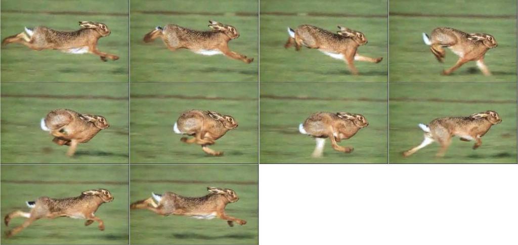 2.2 Timing and required speeds For the movement of the robot the run-profile of a hare can be considered. In steps this profile is shown in figure 2.2. It can be seen that there are moments where none of the legs touch the ground.