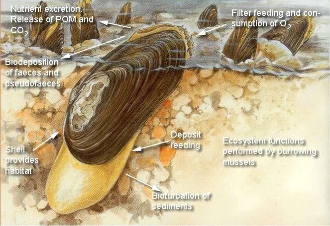 Role of Freshwater Mussels in River Ecosystems Energy transfer filter feeding Nutrient cycling filter feeding Bio-deposition excretion of waste Ecosystem engineering