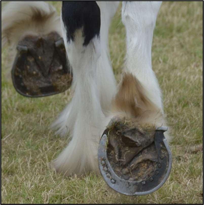 Below are images of shoeing that the Editing Committee unanimously agreed were incorrect and potentially