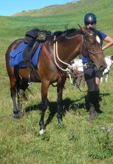 Can be sensitive so needs an experienced rider. Been used on farm for pleasure riding, and also been out trekking in large numbers.
