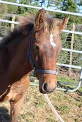 $2000 Little Legend 1yo, EMH 13.3hh, Gelding Little Legend is a yearling colt out of a 2014 muster mare. Bay with a L shaped star on forehead.