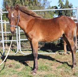 Only for sale to an experienced home with other horses to keep him company. Mother from Lunar 1yo, EMH 14.
