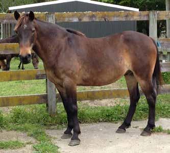 KHH Barney 10yo Gelding 2012 Muster Barney came into KHH care severely damaged. He has been in KHH care for over a year now and has made huge progress in this time.