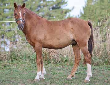 KHH Barney KHH Cleo 2012 Muster 11yo, 14.2hh, Mare Cleo is a lovely solid build mare from the 2012 muster.