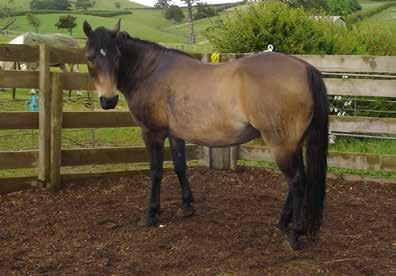 Cleo will be available once her basic handling is finished, and until then we are looking for sponsors. KHH Cleo KHH Shiloh 16yo, 14hh, Gelding He is now under KHH care and receiving handling.