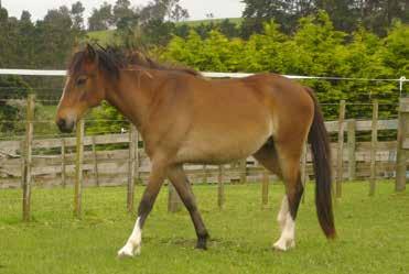 Contact: Elder Jenks Location: South Auckland Email: elder.jenks@kaimanawaheritagehorses.org Phone: 09 236 4115 KHH Pippi Bree 4yo Mare Bree came to us from the 2014 muster with a foal at foot.