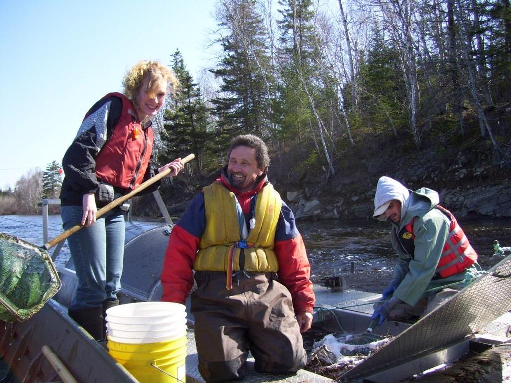 Nashwaak Pre-smolt Monitoring Project Goal: Investigate the low FW production (egg to smolt survival) observed within Nashwaak River (<1%, except 1 year) RST operated from Sept. 29 Nov.