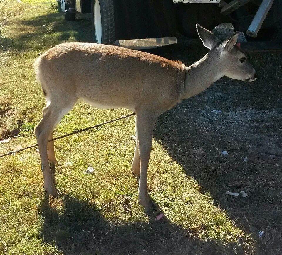 held for Thanksgiving dinner. Cpl. Burns discovered that the deer had been found while landscaping on a job. The father at the residence spoke with Cpl.