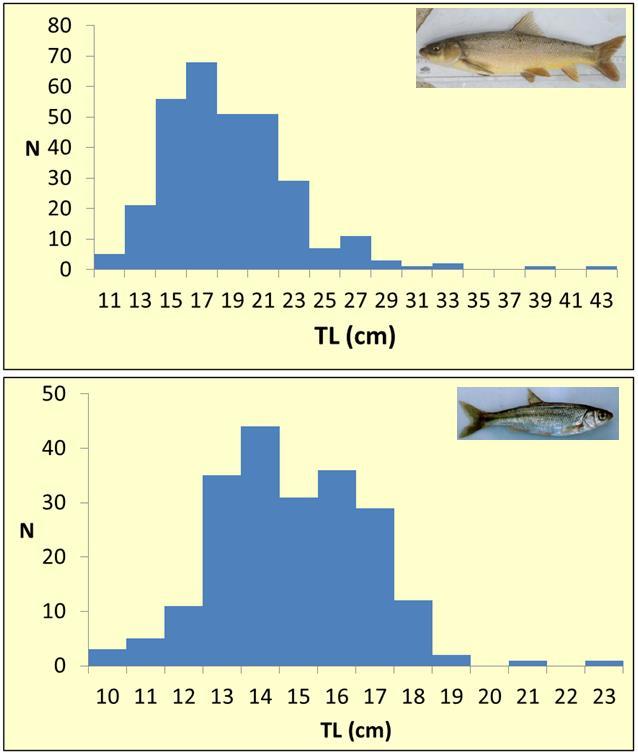 Length distribution of fish in the trap Figure 1.