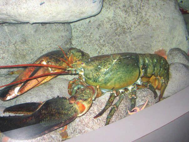 Maine, United States The American lobster, Homarus americanus, fishery in Maine dates back over 15 years and,