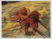 Western Australia The west coast rock lobster managed fishery is the most valuable single-species fishery in Australia, bringing annual profits to the State of Western Australia of