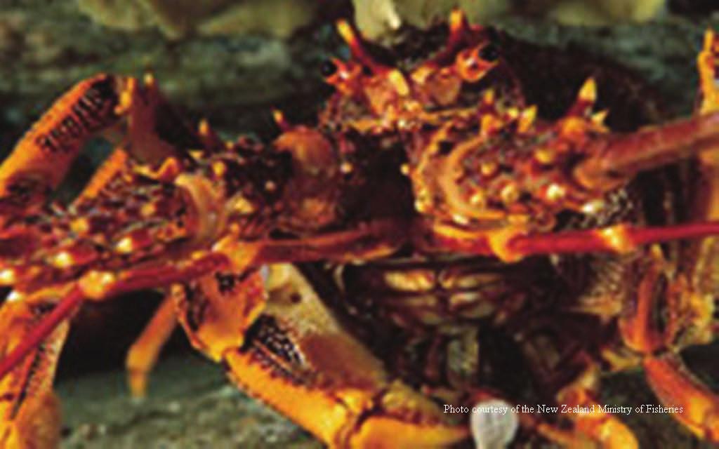 New Zealand The spiny lobster fishery, comprised primarily of the southern rock lobster, Jasus edwardsii (Koura in Maori), was valued at $634 (NZD) million in 28 and is the most valuable inshore