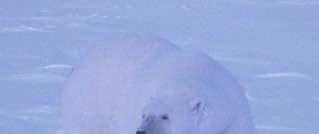 fence, polar bear patrols, conducting subsistence harvest surveys, monitoring hauled out walrus and
