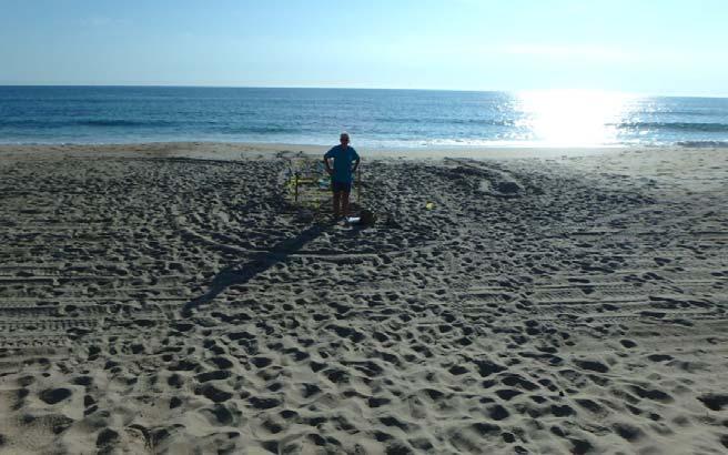 ) May 1 through Nov 15 Nesting Surveys between sunrise and 9 am must clear beach Limits of beach fill