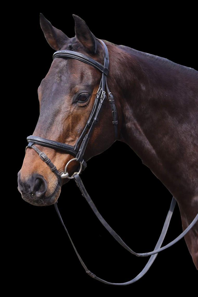 Qualification Levels: Introductory to Medium Who: Any pure bred Thoroughbred. As for riders, this is open to current Full and Club members. Those who have never competed BD before are welcome too!