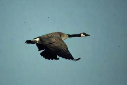 Example #2. Resident Canada Goose population in North America increased from about 1 million in 1990 to 3.