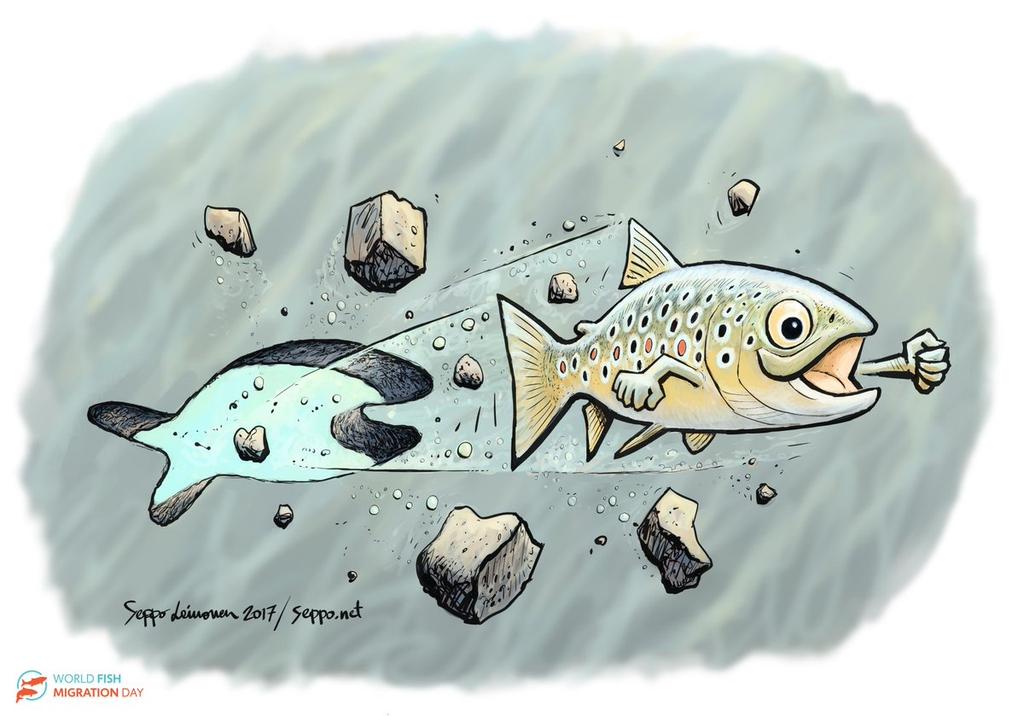World Fish Migration Day 2018: Connecting Fish, Rivers and People Migration is an instinctive phenomenon present in many fish species which migrate between the sea and the rivers to reproduce, feed,