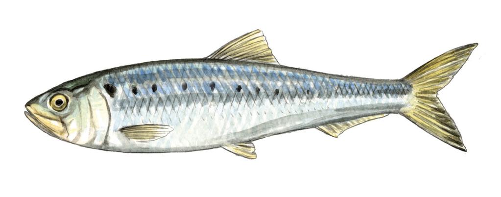 The twaite shad (Alosa fallax) is a species of fish in the Clupeidae family.