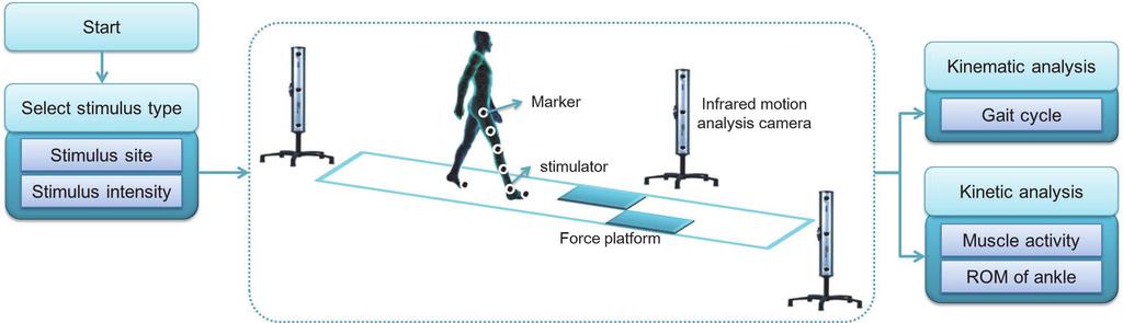 vibration stimulus threshold of each subject was measured for the tibialis anterior tendon and Achilles tendon before the initiation of the experiment.