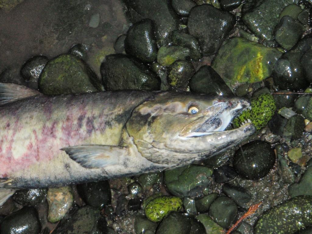 day for retention of chum salmon on