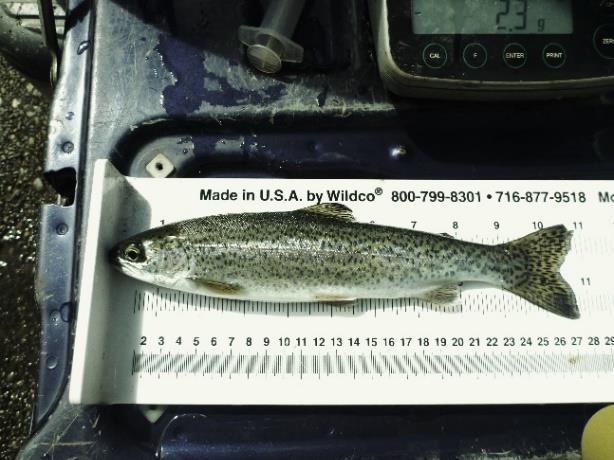 Age-at-smoltification in Hood Canal steelhead populations