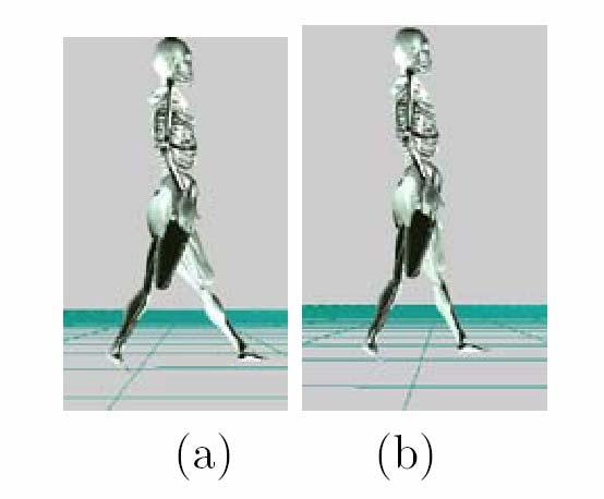 Next, in order to siulate the effect of fatigue, the axiu aount of force exertable by the uscles that are used during gait were gradually decreased.