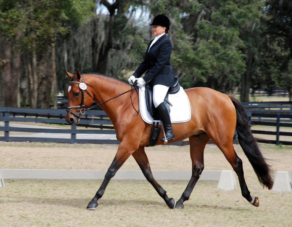 For American Quarter Horse breeders Don and Lori Darks of Corfu, NY, competing in dressage has opened up new opportunities for marketing their stallion, Quatro Clabber (AQHA ID# 3609354), who is a