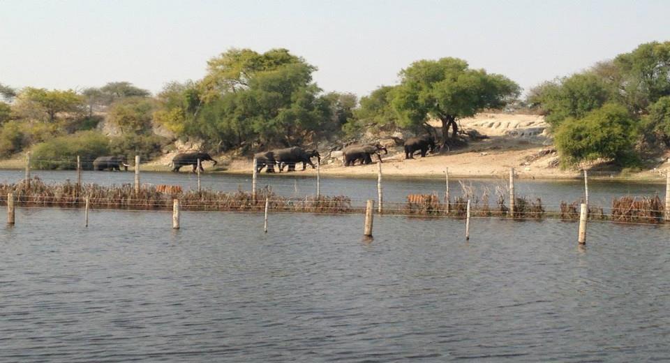 There are current artificial water holes constructed with the National park but since the waters return in the Boteti, they have been closed.