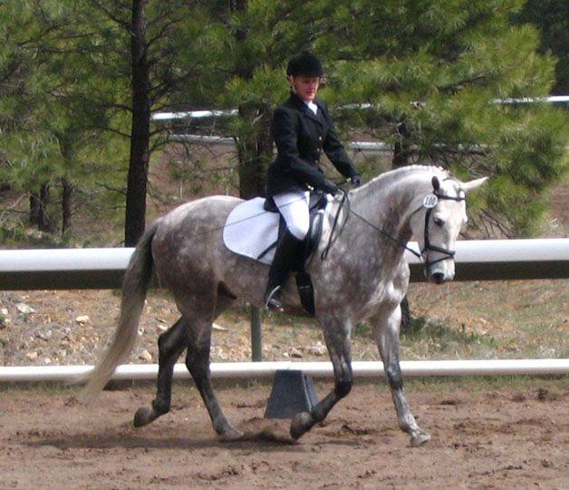 The Future Current competitions are geared towards the rectangular horse and his ability to move forward covering a lot of ground.