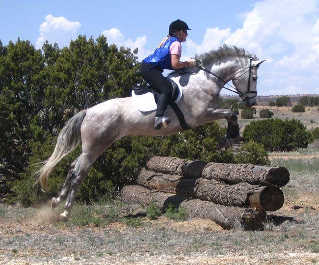 Competition horses are never asked to lower their croup and lift their forehand to the extent that is required to perform the advanced exercises of the classical school, such as the levade.