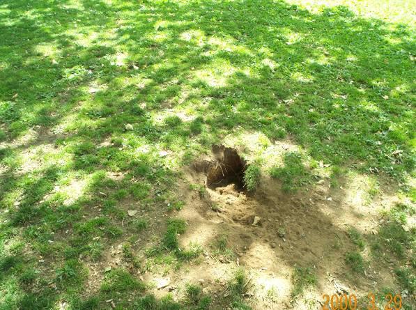 Look for Holes Dug by Dogs or Around Irrigation Heads