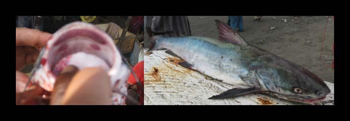 Introduction There are several species of catfish harvested from the Gambian waters.