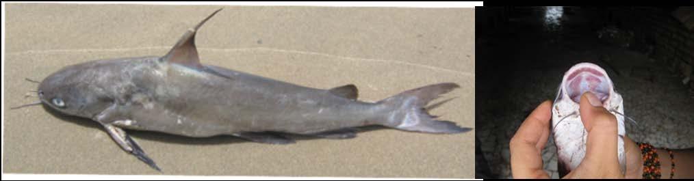 Investigation at beach landing sites positively identified three species: Arius heudelot (Ngunja or smooth head sea catfish) (Figure 1), Arius latiscutatus (black kong
