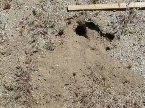 Figure 3. Example of large rodent burrow. Prey abundance assessments were conducted once each year in the spring. Assessments were conducted by 2 observers slowly walking along each transect.