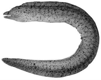Böhlke & McCosker: moray eels of Australia and New Zealand 83 Rare and poorly known species of Australian Gymnothorax Gymnothorax annasona Whitley, 1937 Lord Howe Island moray Fig.