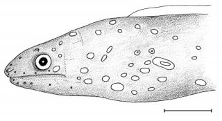 86 Records of the Australian Museum (2001) Vol. 53 Figure 6. Gymnothorax cephalospilus; CAS 212449, 154 mm TL, paratype, off Port Macquarie, NSW, Australia; diagram of head; line = 10 mm.