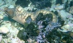 Böhlke & McCosker: moray eels of Australia and New Zealand 89 Plate 2. Upper left: Gymnothorax prasinus; WAM P.27112.001, 299 mm TL; Jervis Bay, NSW, Australia; photo by J.B. Hutchins.