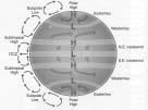 System) Atmospheric Circulation: Zonal-mean Views The Three Cells