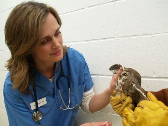 Toronto Wildlife Centre Toronto Wildlife Centre (TWC) is the only wildlife centre offering medical care and rehabilitation for sick, injured and orphaned wild animals in the GTA.