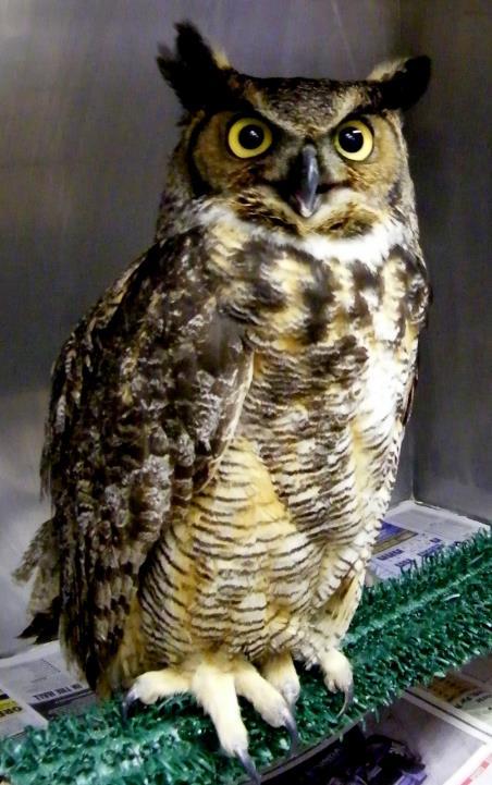 Great Horned Owl Presenting Sponsor $25,000+ can sponsor the Wildlife Emergency Rescue program for three months, saving wild animals in life-threatening situations every day.